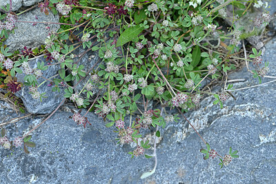 BUITEN BEELD Foto: 448646