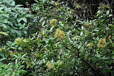 BUITEN BEELD Foto: 448652