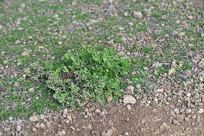 BUITEN BEELD Foto: 448654