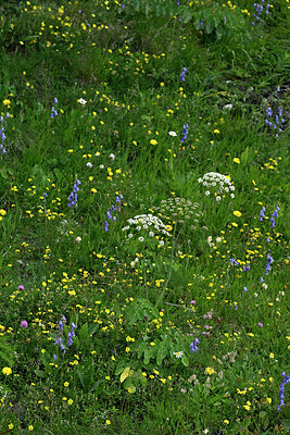 BUITEN BEELD Foto: 448655