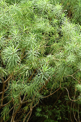 BUITEN BEELD Foto: 448657