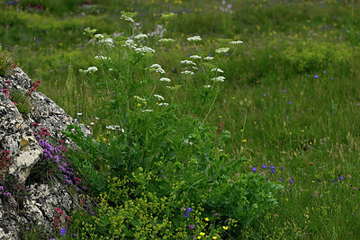 BUITEN BEELD Foto: 448660