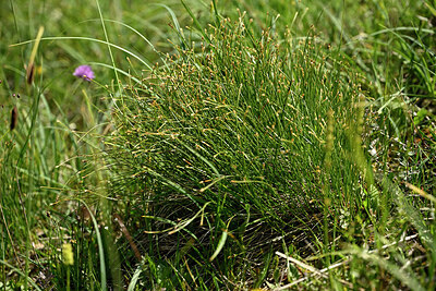 BUITEN BEELD Foto: 448665