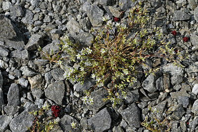 BUITEN BEELD Foto: 448668