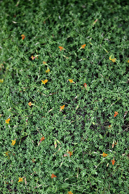 BUITEN BEELD Foto: 448681