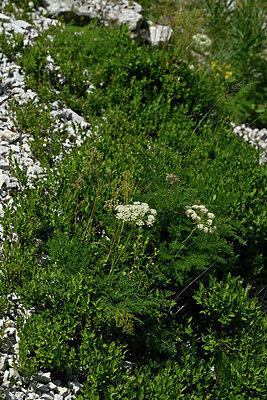 BUITEN BEELD Foto: 448685