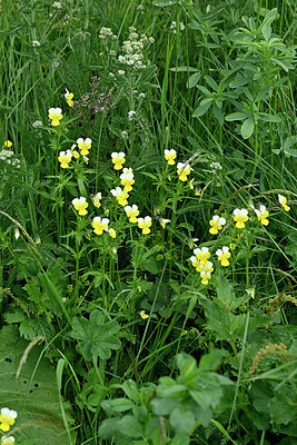 BUITEN BEELD Foto: 448689