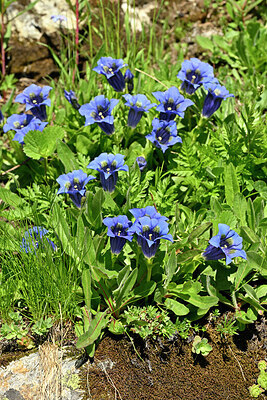 BUITEN BEELD Foto: 448690
