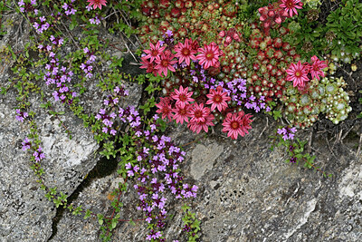 BUITEN BEELD Foto: 448691