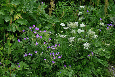 BUITEN BEELD Foto: 448707