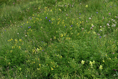BUITEN BEELD Foto: 448709