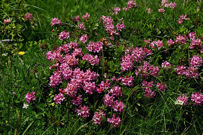 BUITEN BEELD Foto: 448712