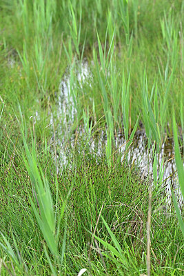 BUITEN BEELD Foto: 448716