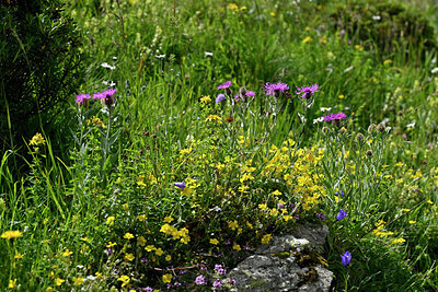 BUITEN BEELD Foto: 448741
