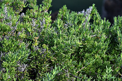 BUITEN BEELD Foto: 448746