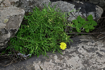 BUITEN BEELD Foto: 448747