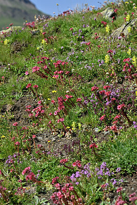 BUITEN BEELD Foto: 448753