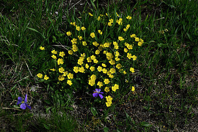 BUITEN BEELD Foto: 448754