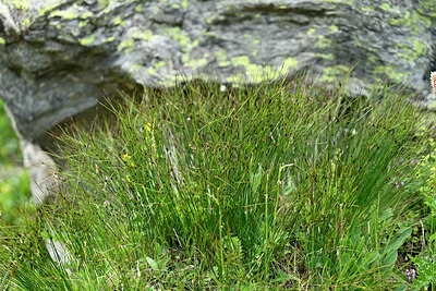 BUITEN BEELD Foto: 448756