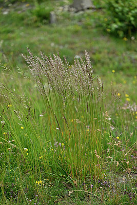 BUITEN BEELD Foto: 448757