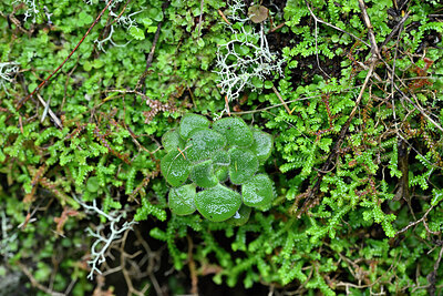BUITEN BEELD Foto: 448759