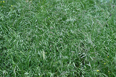 BUITEN BEELD Foto: 448765