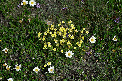 BUITEN BEELD Foto: 448767