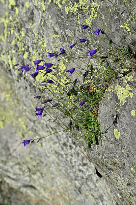 BUITEN BEELD Foto: 448770