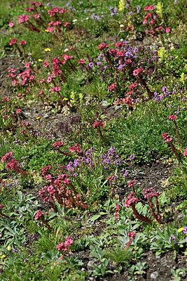 BUITEN BEELD Foto: 448774