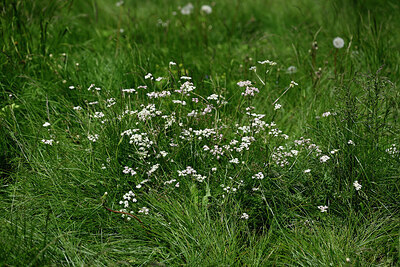 BUITEN BEELD Foto: 448784
