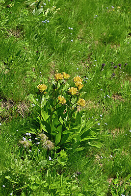 BUITEN BEELD Foto: 448786