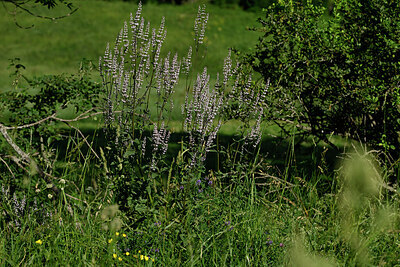 BUITEN BEELD Foto: 448793