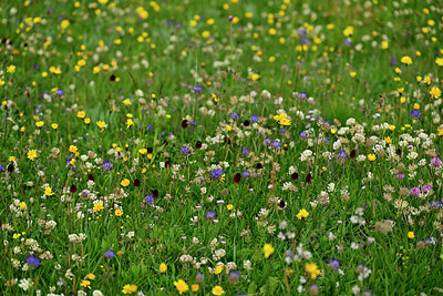 BUITEN BEELD Foto: 448797