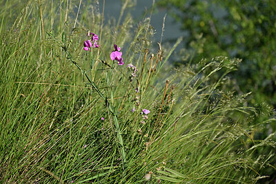 BUITEN BEELD Foto: 448809