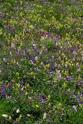 BUITEN BEELD Foto: 448821
