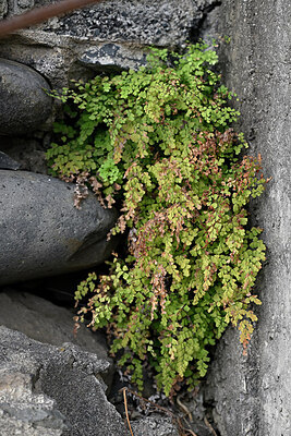 BUITEN BEELD Foto: 448828