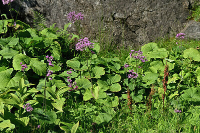 BUITEN BEELD Foto: 448830