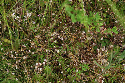 BUITEN BEELD Foto: 448838