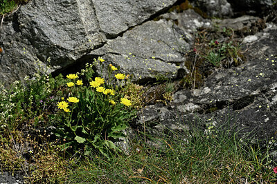 BUITEN BEELD Foto: 448839