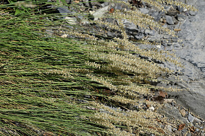 BUITEN BEELD Foto: 448846