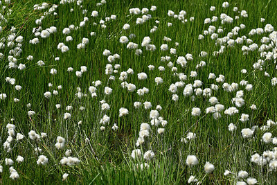 BUITEN BEELD Foto: 448847