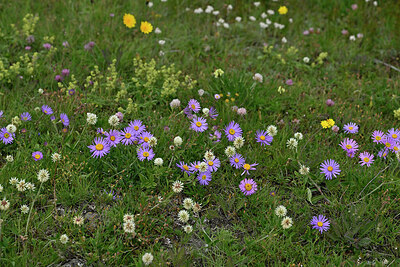 BUITEN BEELD Foto: 448848