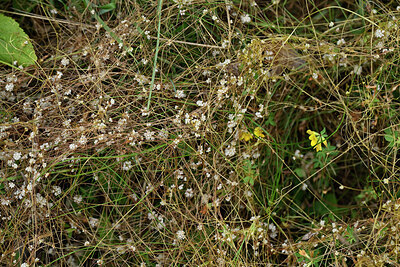 BUITEN BEELD Foto: 448850