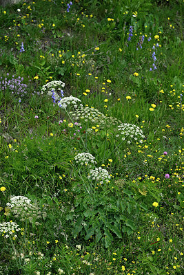 BUITEN BEELD Foto: 448853