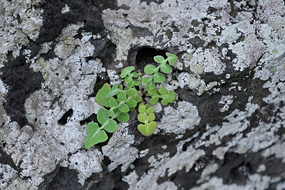 BUITEN BEELD Foto: 448862