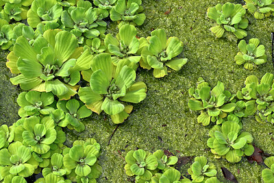 BUITEN BEELD Foto: 448863
