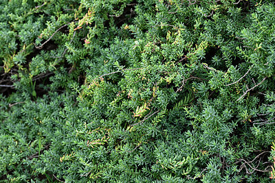 BUITEN BEELD Foto: 448865
