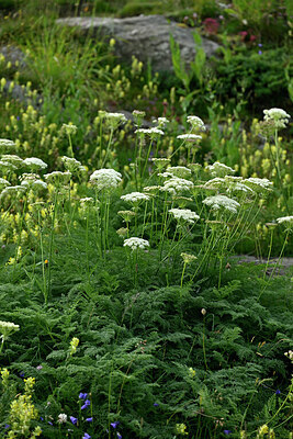 BUITEN BEELD Foto: 448869