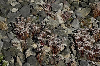 BUITEN BEELD Foto: 448871