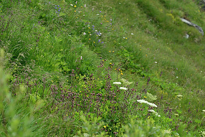 BUITEN BEELD Foto: 448872